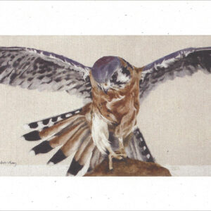VN991 Olivia's Grace - Kestrel - Notecard