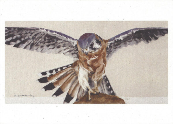 VN991 Olivia's Grace - Kestrel - Notecard