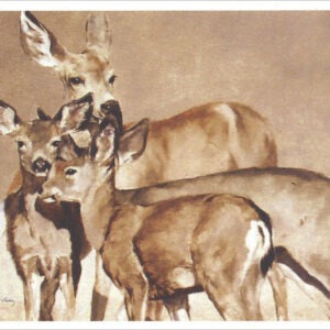VN992 Deer Run Bloom - Mule Deer Notecard