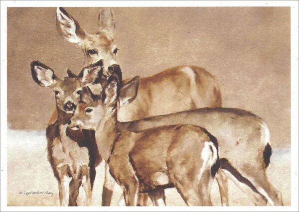 VN992 Deer Run Bloom - Mule Deer Notecard