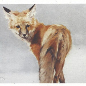 VN993 Universal Mystic - Red Fox