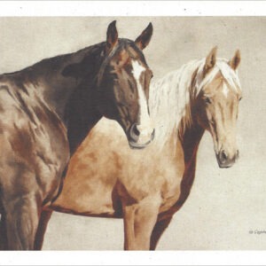 VN997 Bonnie and Dude - Horse Notecard