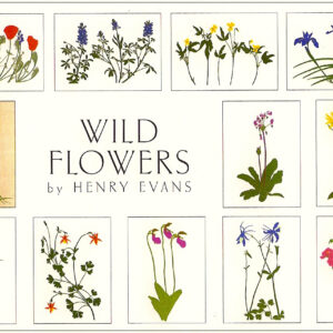 EBW12 Wild Flowers Assortment Box