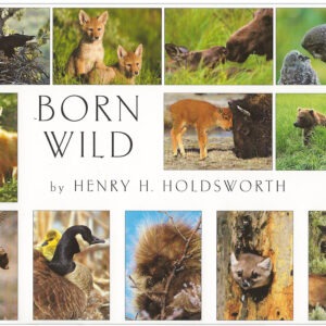 FBW12 Born Wild Assortment Box Temporarily Out of Stock