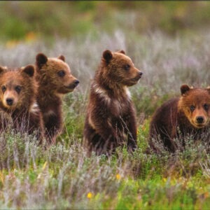 FN3002 Grizzly Bear Cubs Notecard
