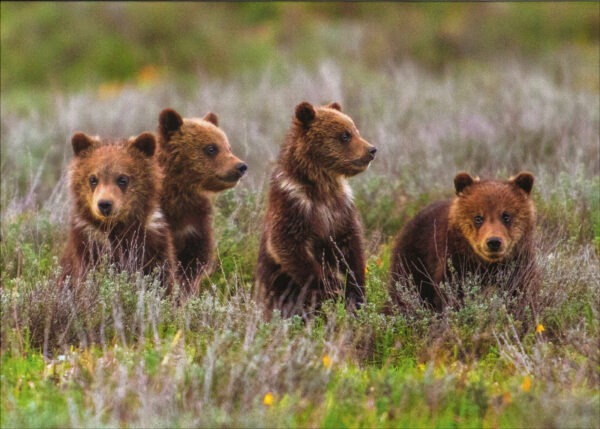 FN3002 Grizzly Bear Cubs Notecard