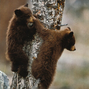 FN308 Black Bear Cubs Notecard