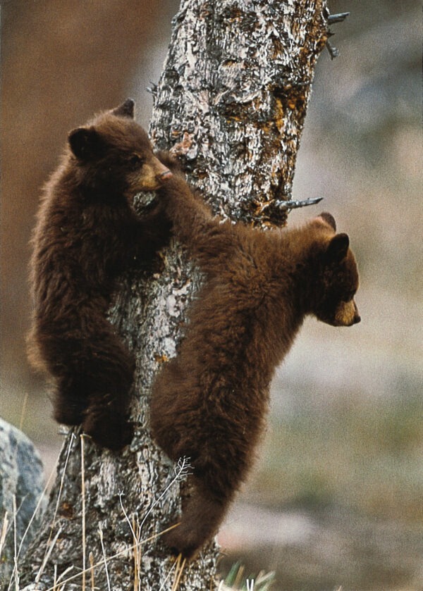 FN308 Black Bear Cubs Notecard