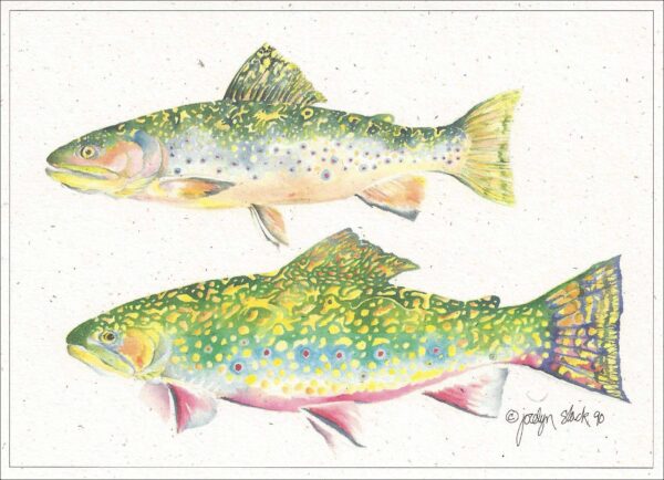 SN510 Brook Trout Notecard