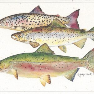SN515 Atlantic Salmon Notecard
