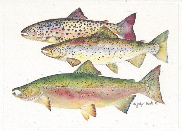 SN515 Atlantic Salmon Notecard