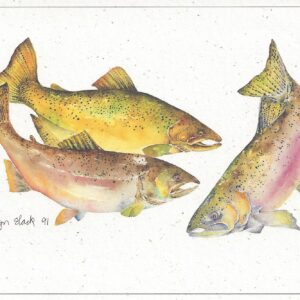 SN517 Chinook Salmon Notecard