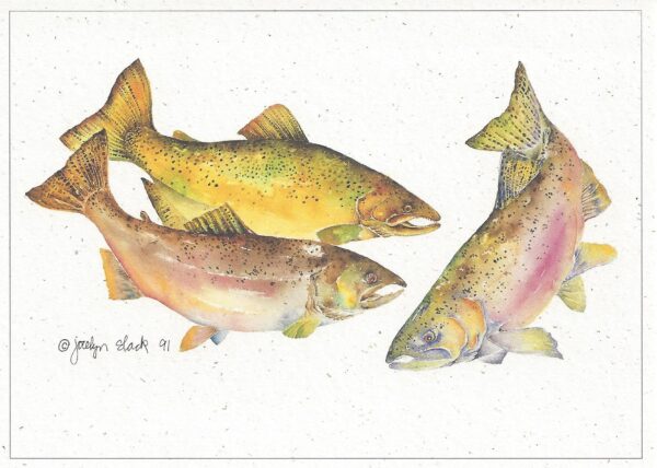 SN517 Chinook Salmon Notecard