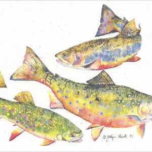 SN532 Brook Trout Notecard
