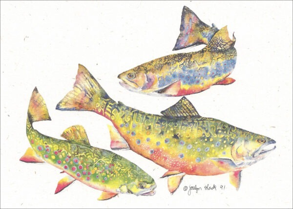 SN532 Brook Trout Notecard