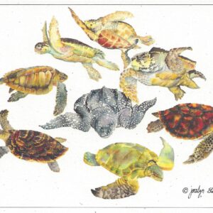 SN543 Sea Turtles Notecard