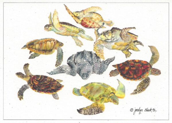 SN543 Sea Turtles Notecard