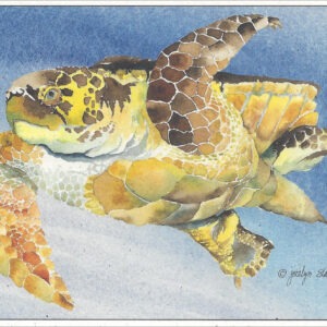 SN544 Loggerhead Turtle Notecard
