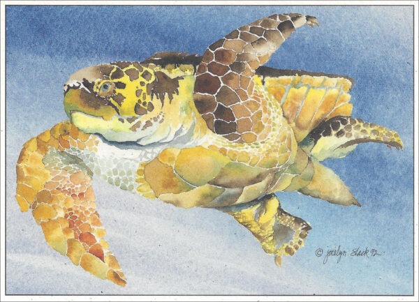 SN544 Loggerhead Turtle Notecard