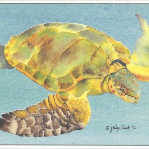 SN547 Ridley Turtle Notecard