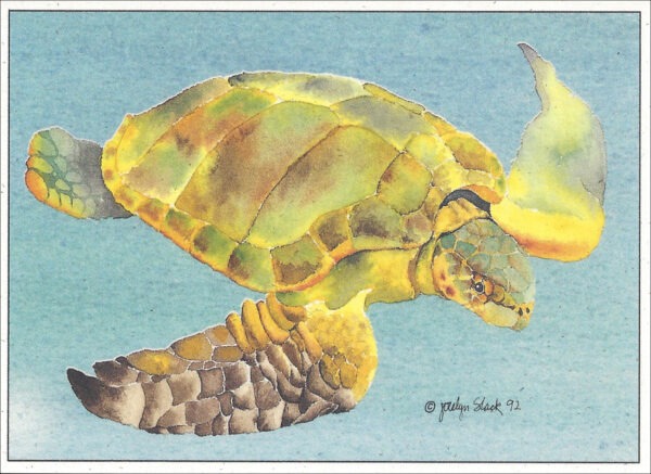 SN547 Ridley Turtle Notecard