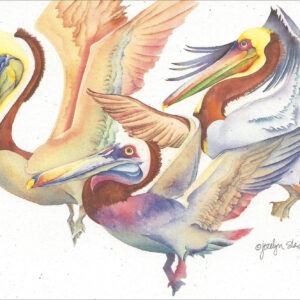 SN568 Brown Pelican Notecard