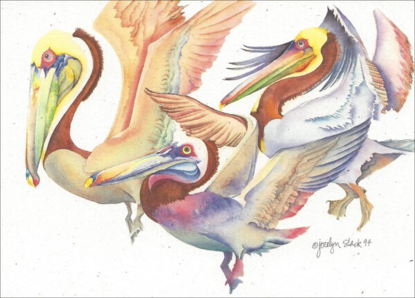SN568 Brown Pelican Notecard