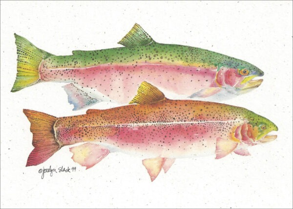 SN576 Rainbow Trout Notecard