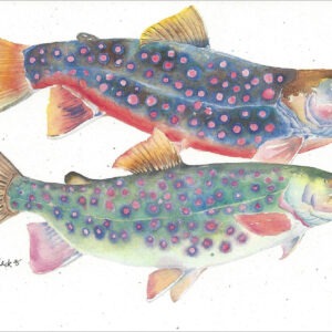 SN578 Dolly Varden Notecard