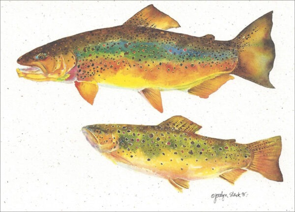 SN579 Brown Trout Notecard