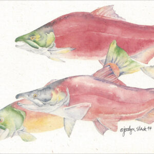 SN581 Sockeye Salmon Notecard
