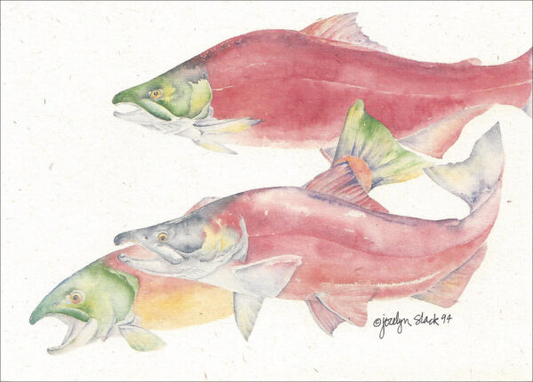 SN581 Sockeye Salmon Notecard