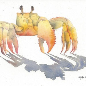 SN600 Ghost Crab Notecard
