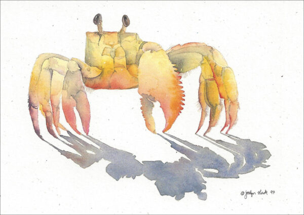 SN600 Ghost Crab Notecard