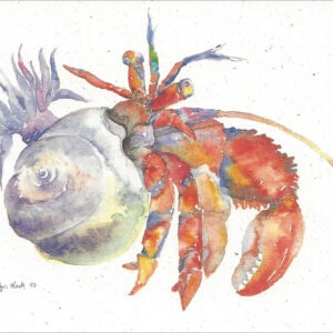 SN602 Hermit Crab Notecard Temporarily out of Stock