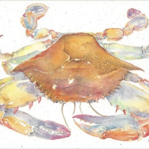 SN606 Blue Crab Notecard