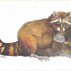 SN609 Raccoon Notecard