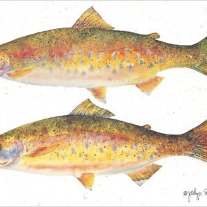 SN618 Cutthroat Trout Notecard