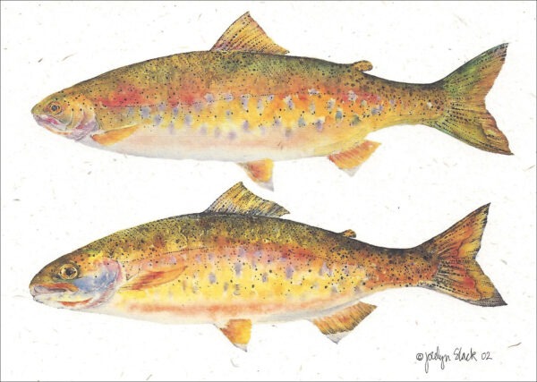SN618 Cutthroat Trout Notecard