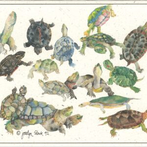 SN550 Fresh Water Turtle Study Notecard
