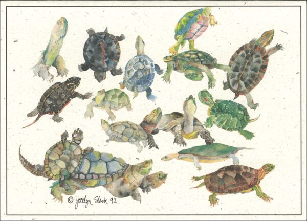 SN550 Fresh Water Turtle Study Notecard