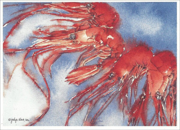 SN634 Shrimp Notecard