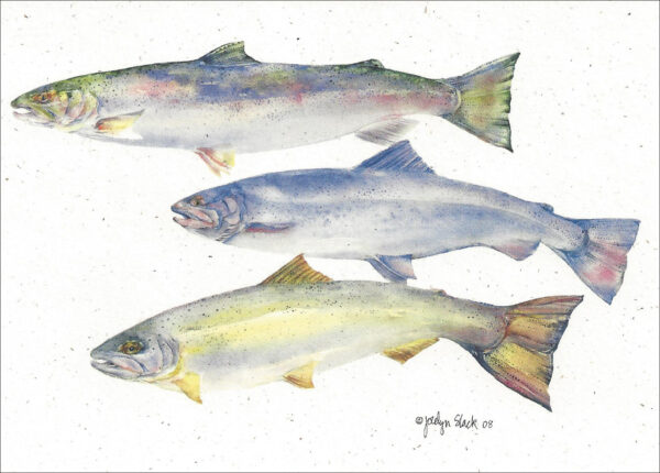 SN645 Steelhead Trout Notecard