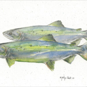 SN647 Lake Trout Notecard