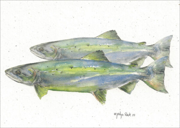 SN647 Lake Trout Notecard