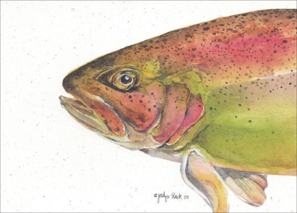 SN648 Rainbow Trout Notecard