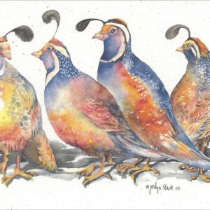 SN649 California Quail Notecard