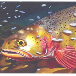 XN892 Deep Cut-Cutthroat Trout Notecard