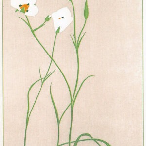 EN780 Sego Lily