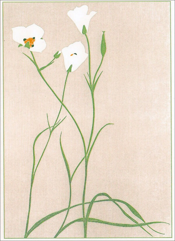 EN780 Sego Lily